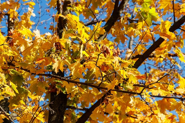 Foglie di autunno gialle del primo piano dell'albero di acero