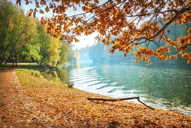 Foglie di autunno gialle e rosse su un ramo di quercia nella luce intensa del sole del mattino