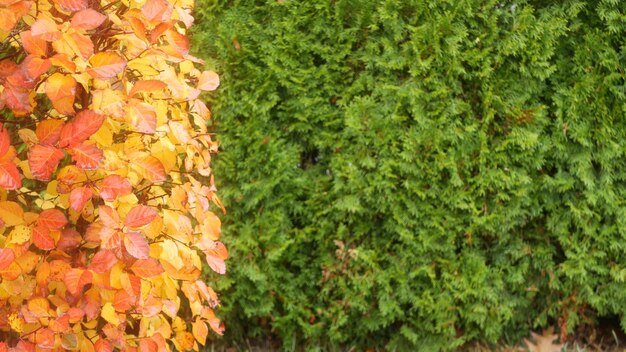 Foglie di autunno gialle Foglia di caduta arancione nel fogliame ornamentale del giardino nel parco
