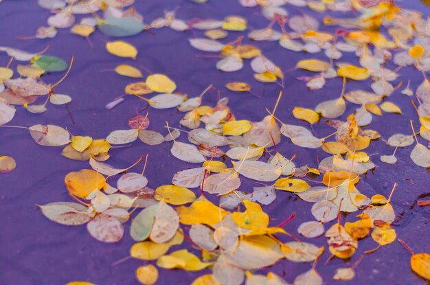 Foglie di autunno gialle nell'acqua del lago.