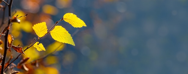 Foglie di autunno gialle nella foresta su uno sfondo sfocato blu, spazio di copia