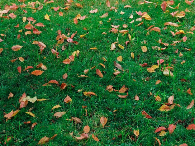 Foglie di autunno gialle su erba verde. Sfondo della natura