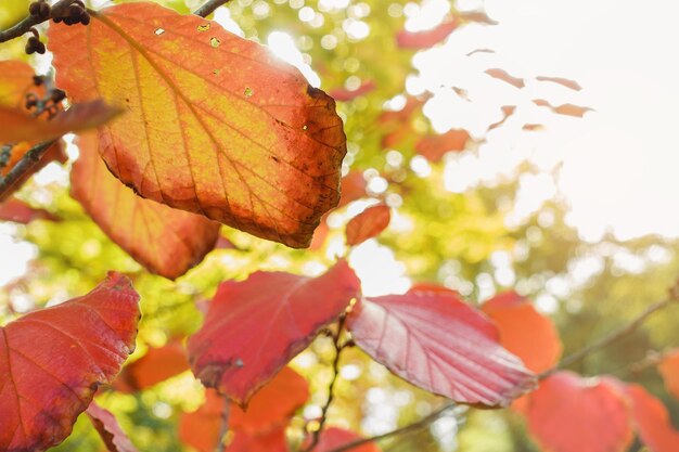 Foglie di autunno gialle su un albero in un primo piano del parco