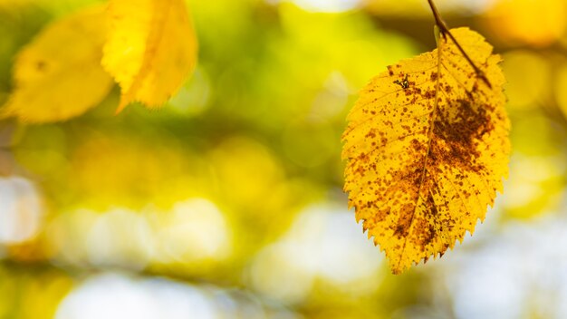 Foglie di autunno gialle sugli alberi. Priorità bassa della natura di autunno con bokeh. Foglie di acero, sfondo autunnale