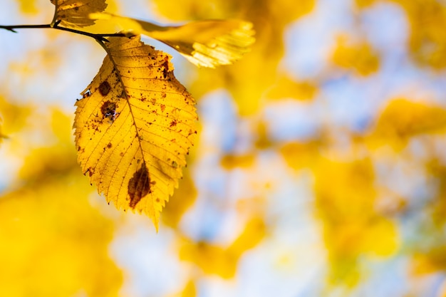 Foglie di autunno gialle sugli alberi. Priorità bassa della natura di autunno con bokeh. Foglie di acero, sfondo autunnale