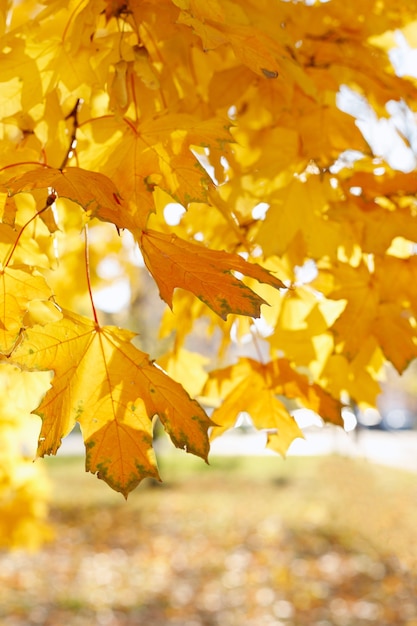 Foglie di autunno gialle sul primo piano dell'albero. sfondo autunnale