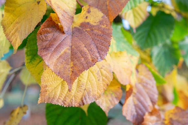 Foglie di autunno gialle sull'albero