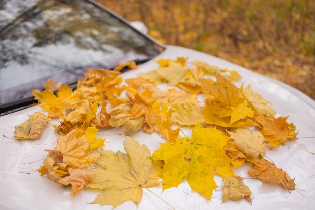 Foglie di autunno gialle sull'automobile bianca dopo la pioggia.