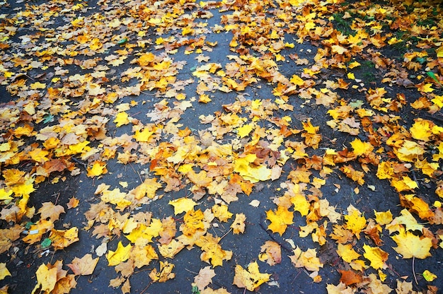 Foglie di autunno giallo arancio marrone sulla strada a terra