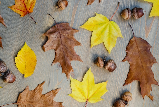 Foglie di autunno giallo e ghiande su uno sfondo di albero