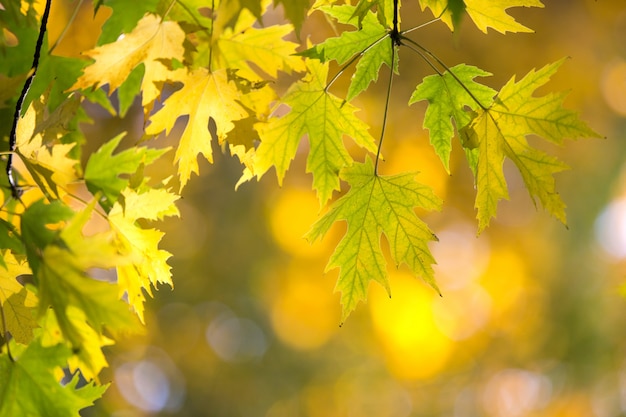 Foglie di autunno in giornata di sole