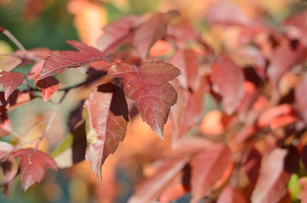 Foglie di autunno in una giornata di sole