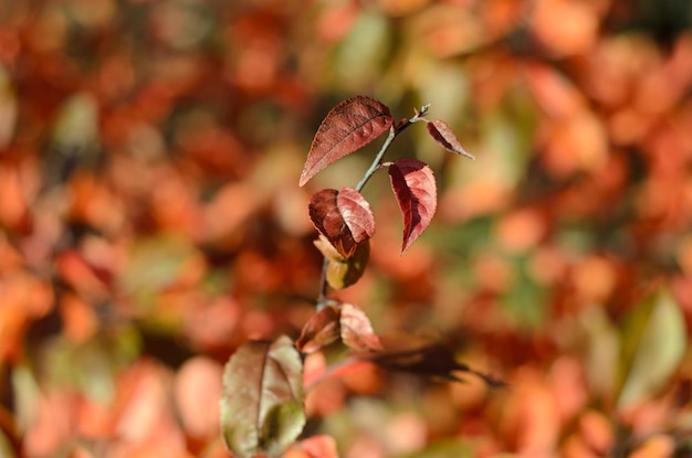 Foglie di autunno in una giornata di sole