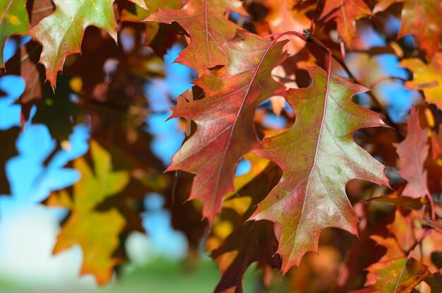 Foglie di autunno in una giornata di sole