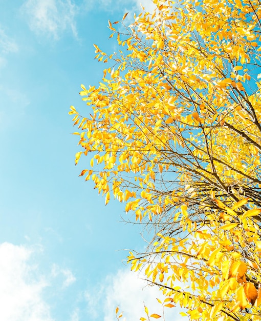 Foglie di autunno in una giornata di sole