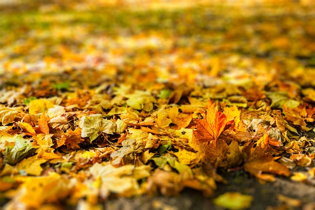 Foglie di autunno nel parco