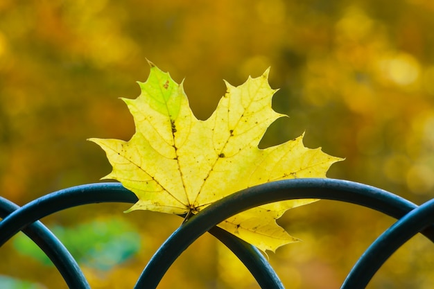 foglie di autunno nel parco