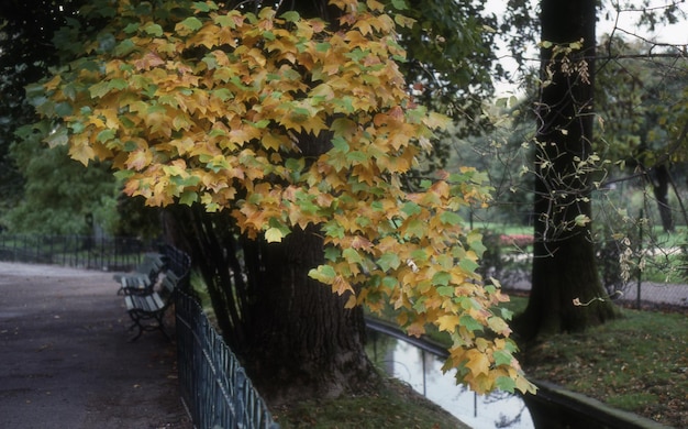 Foglie di autunno nel parco