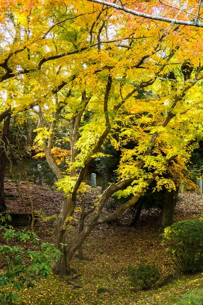 foglie di autunno nella stagione autunnale Giappone