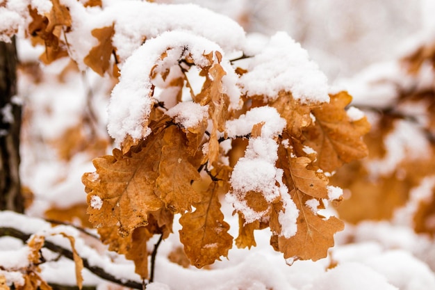 Foglie di autunno ricoperte di neve