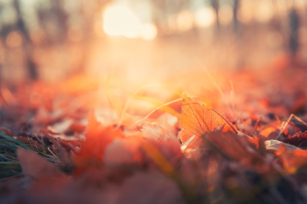 Foglie di autunno rosse in una foresta al tramonto. Immagine macro, profondità di campo ridotta. Bellissimo sfondo di natura autunnale