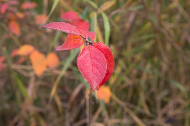 Foglie di autunno rosse su un ramo di albero. Autunno luminoso in natura