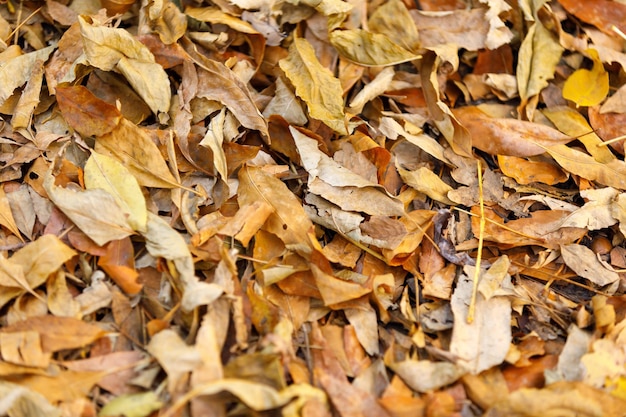 Foglie di autunno sfondo foglie cadute a terra