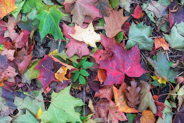 Foglie di autunno sfondo verde giallo rosso giorno