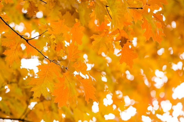 foglie di autunno sfondo