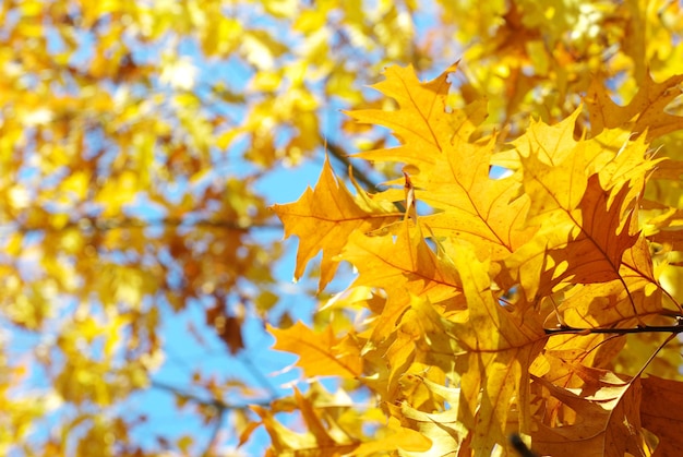 foglie di autunno sfondo