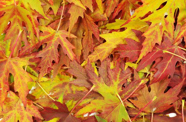 foglie di autunno sfondo