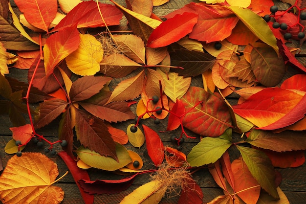 foglie di autunno sfondo