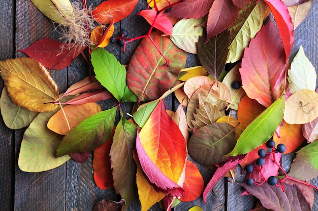 foglie di autunno sfondo