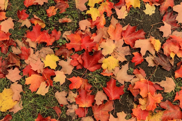 foglie di autunno sfondo