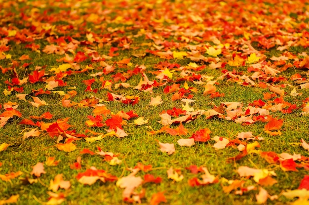 foglie di autunno sfondo