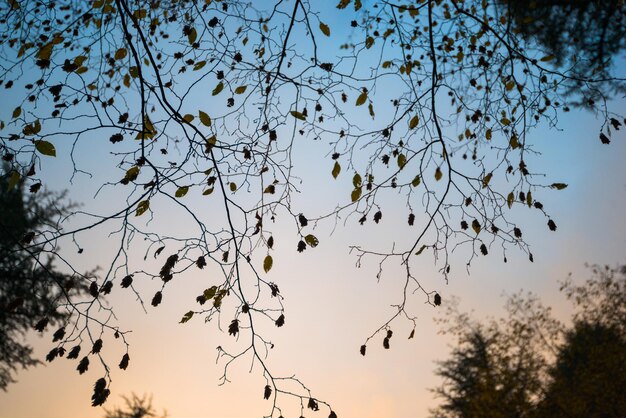 foglie di autunno sfondo