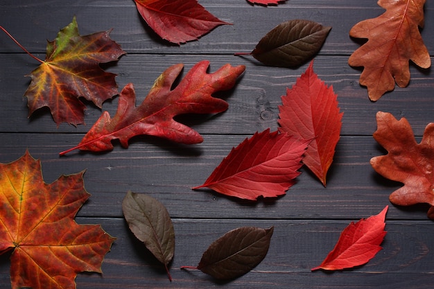 Foglie di autunno su sfondo nero