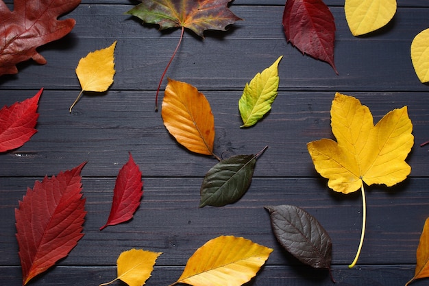 Foglie di autunno su sfondo nero