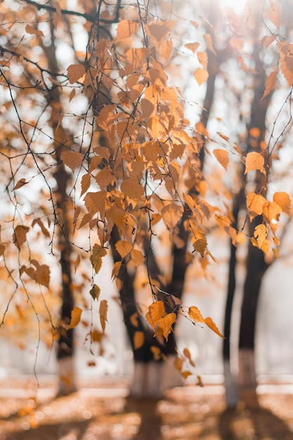 Foglie di autunno su un ramo di un albero