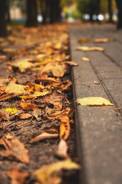 Foglie di autunno su una pista in un primo piano del parco