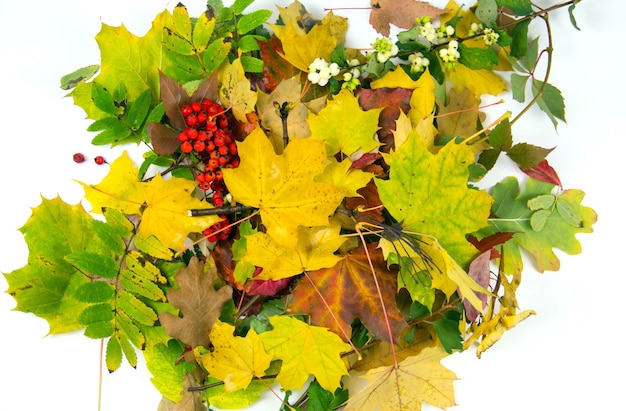 Foglie di autunno su uno sfondo bianco. Foglie autunnali isolate con spazio per il testo