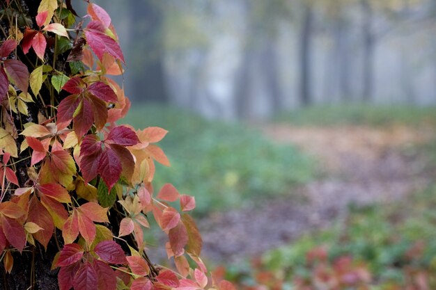 Foglie di autunno su uno sfondo di alberi nel parco