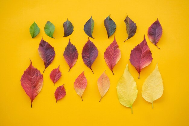 Foglie di autunno su uno sfondo giallo