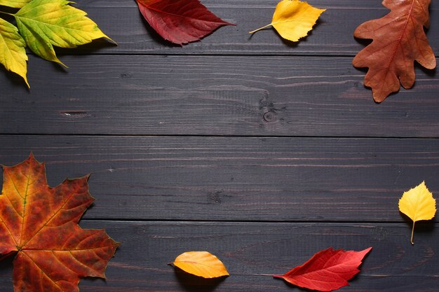 Foglie di autunno su uno spazio di copia sfondo nero