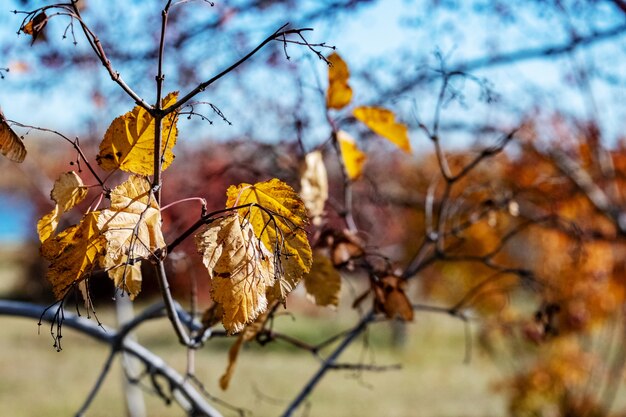 Foglie di autunno sui rami degli alberi e cadono a terra