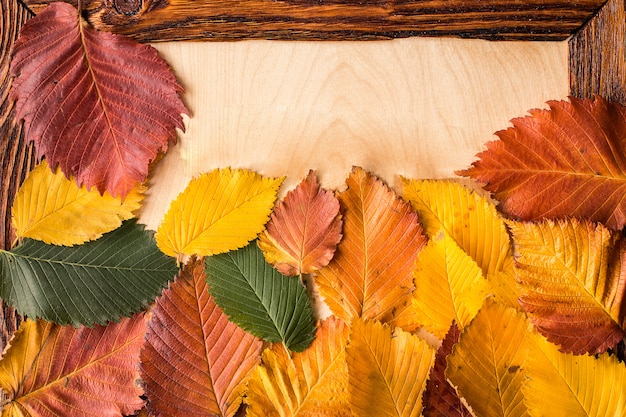 Foglie di autunno sul fondo della tavola in legno