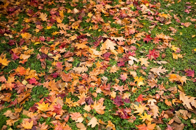 Foglie di autunno sul prato verde