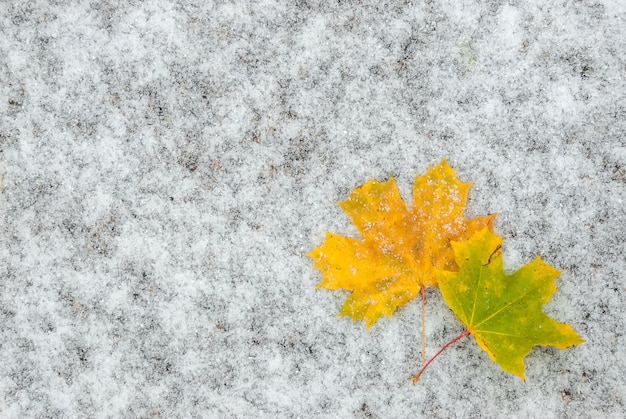 Foglie di autunno sulla neve sul terreno