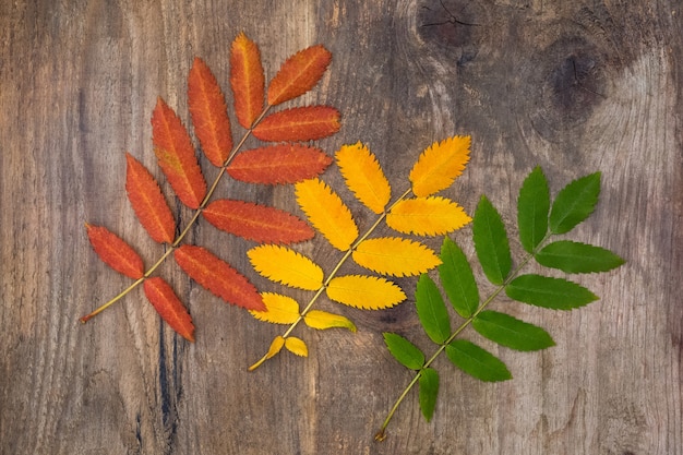 Foglie di autunno variopinte di sorbo che si trova diagonalmente su una tavola di legno