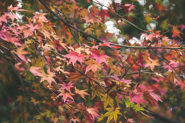 foglie di autunno